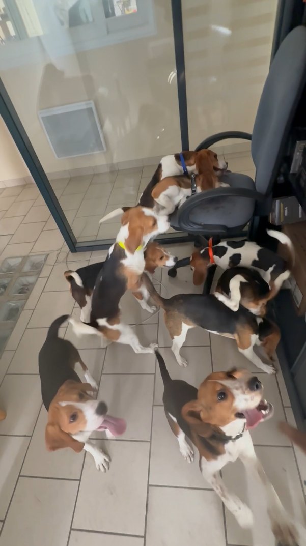 Chiots et jeunes chiens de travail au centre