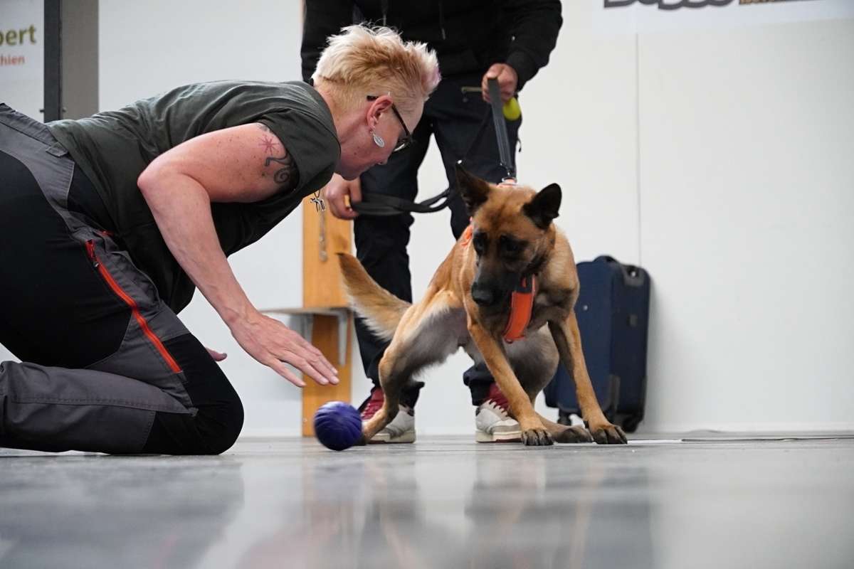 Pratique NePoPo® Gold School NePoPo® — malinois en séance d'entraînement