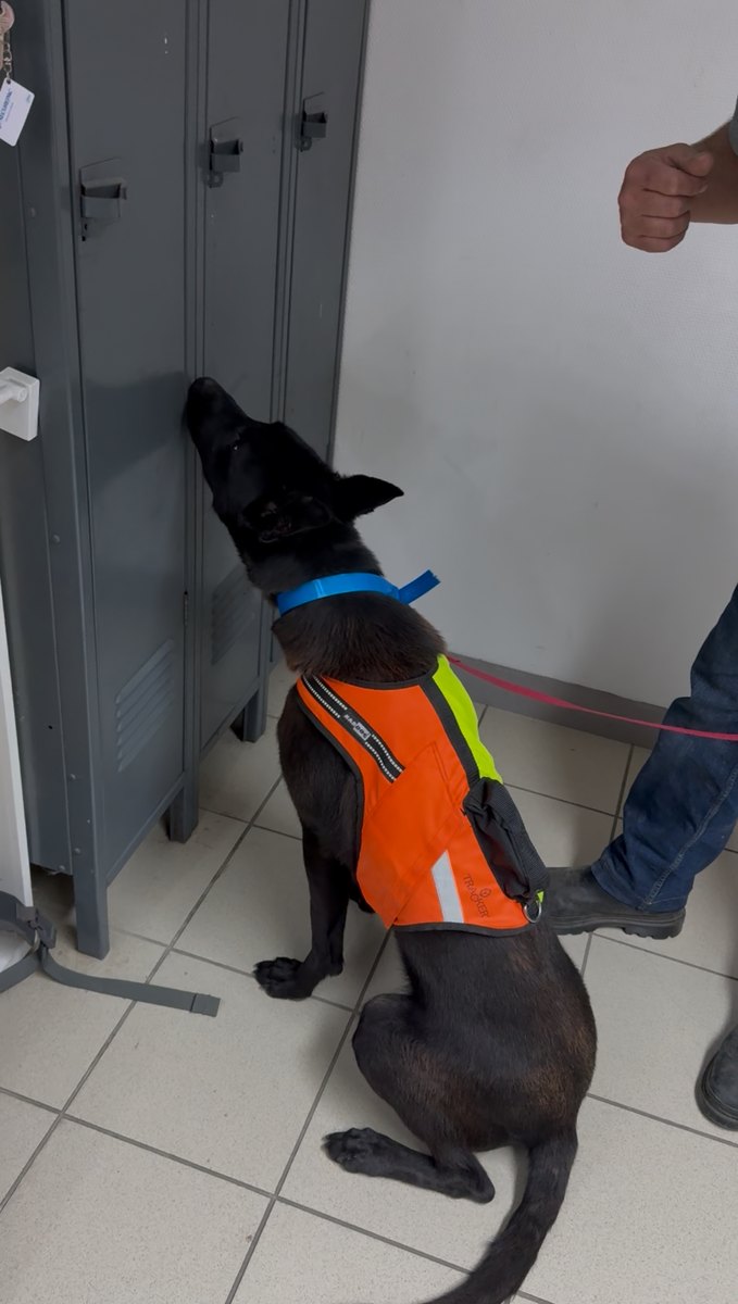 Malinois en détection opérationnelle, marquage sur casier