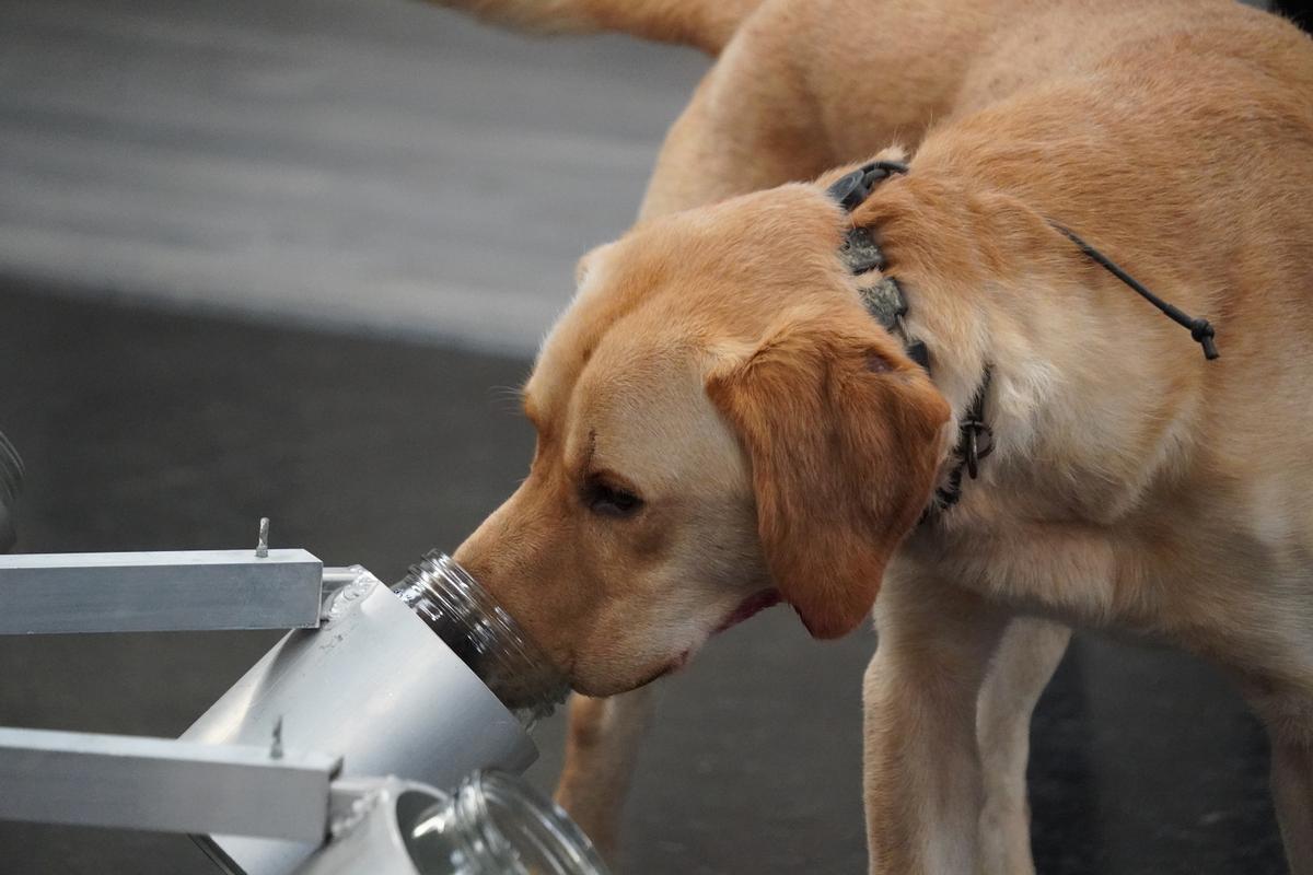 Travail sur l'odeur — chien au bocal sur le carrousel d'olfaction