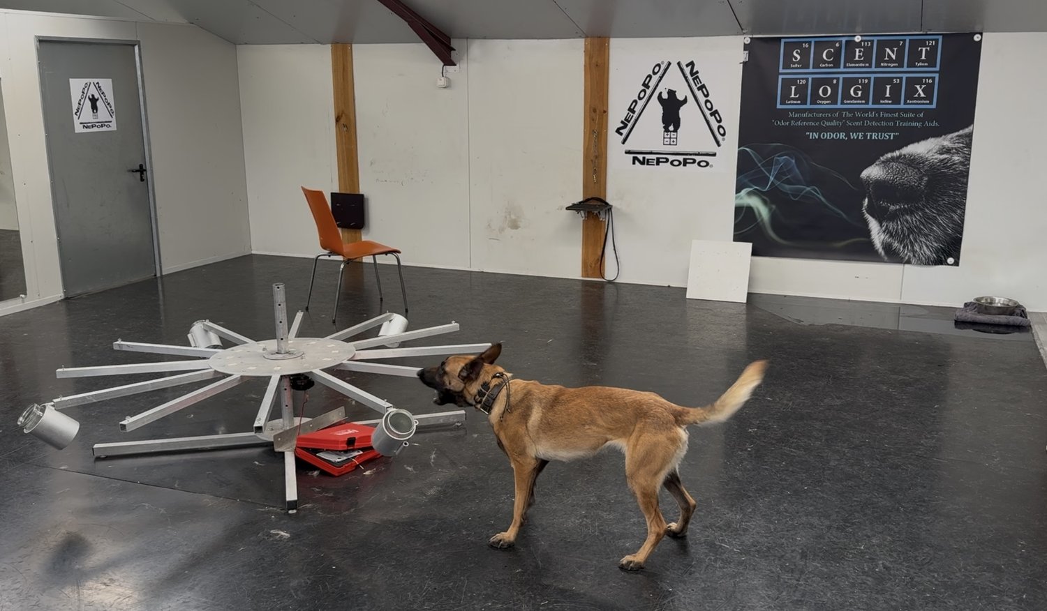 Malinois en salle d'entraînement, près du carrousel d'olfaction (bannières NePoPo® et ScentLogix)