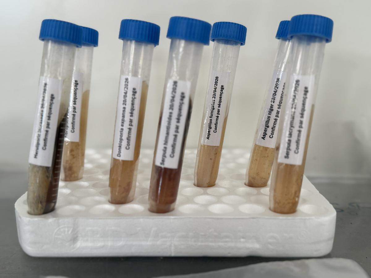 Souches de référence confirmées par séquençage — tubes étiquetés